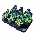 Haworthia Byakuya (Haworthia mutica) u tegli Ø 10,5 cm