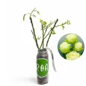 Ruže čajevke Green