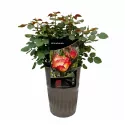 Ruža floribunda Mein München u tegli 3 L