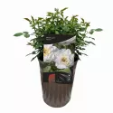 Mini ruža Snow Cap ® u tegli 3 L