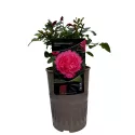 Ruža floribunda Leonardo da Vinci ® u tegli 3 L