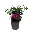 Ruža floribunda Magic Aroma ® u tegli 3 L