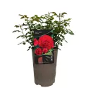 Ruža floribunda Tara Reka ® u tegli 3 L