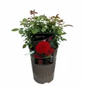 Ruža floribunda Carmine Vaza ® u tegli 3 L