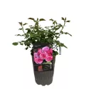 Ruža floribunda Pink Vaza ® u tegli 3 L