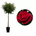 Standardna ruža (na stablu) Dame de Coeur u tegli 5 L