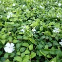 Zimzelen (Vinca minor) Alba Variegata