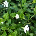 Zimzelen (Vinca minor) Alba Variegata