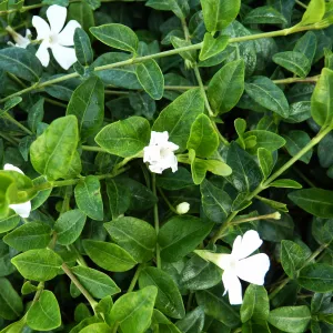 Zimzelen (Vinca minor) Alba Variegata