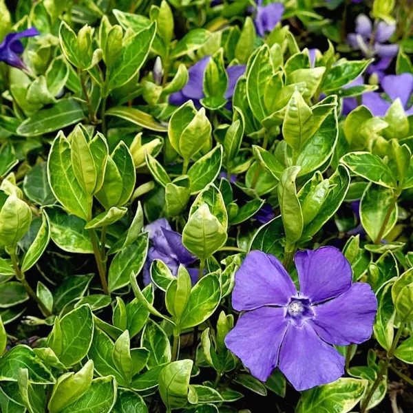 Zimzelen (Vinca minor) Ralph Shugert