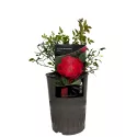 Ruže floribunda Little Buckaroo ® – u saksiji 3L