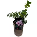 Ruže floribunda Pink Ruf ® – u saksiji 3L