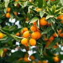 Kumkvat (Citrus japonica)