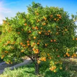 Citrusi