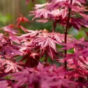 Japanski javor crveni (Acer palmatum Atropurpureum)