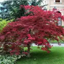 Japanski javor crveni (Acer palmatum Atropurpureum)