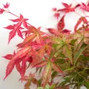 Japanski javor Beni Maiko (Acer palmatum Beni Maiko)