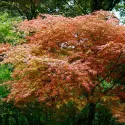 Japanski javor Deshojo (Acer palmatum Deshojo)