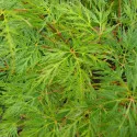Japanski javor Emerald Lace (Acer palmatum Emerald Lace)