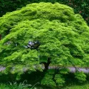 Japanski javor Emerald Lace (Acer palmatum Emerald Lace)