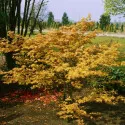 Japanski javor Orange Dream (Acer palmatum Orange Dream)