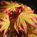 Japanski javor Orange Dream (Acer palmatum Orange Dream)