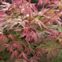 Japanski javor Phoenix (Acer palmatum Phoenix)
