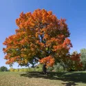 Javor (Acer platanoides)