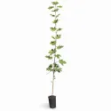 Javor (Acer platanoides)