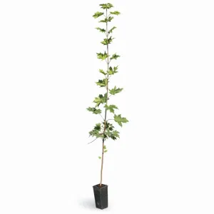 Javor (Acer platanoides)