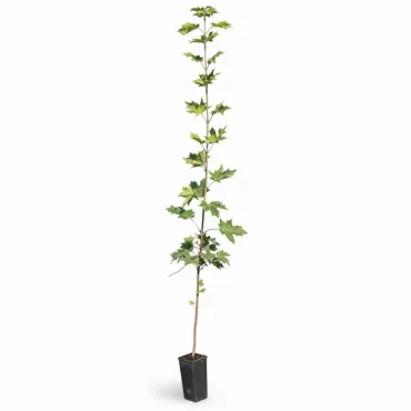 Javor (Acer platanoides)