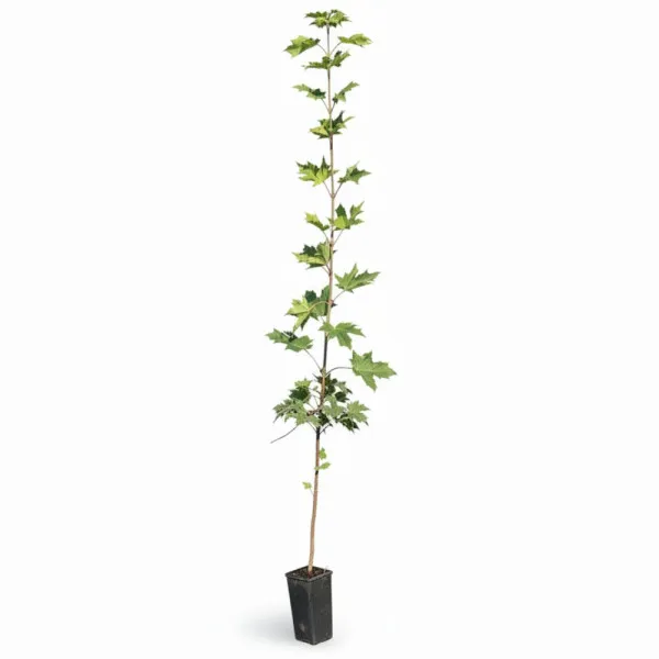 Javor (Acer platanoides)