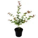 Japanski javor Phoenix (Acer palmatum Phoenix)