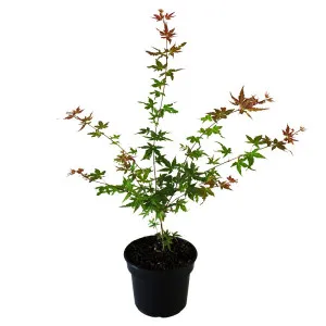 Japanski javor Phoenix (Acer palmatum Phoenix)