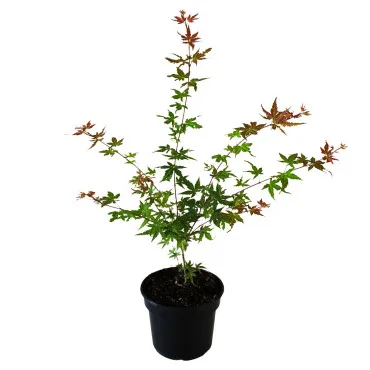 Japanski javor Phoenix (Acer palmatum Phoenix)