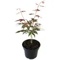 Japanski javor crveni (Acer palmatum Atropurpureum)