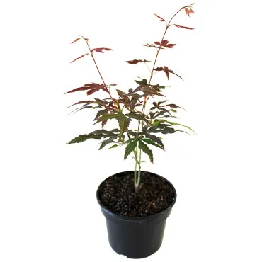 Japanski javor crveni (Acer palmatum Atropurpureum)