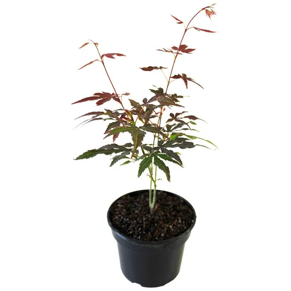 Japanski javor crveni (Acer palmatum Atropurpureum)