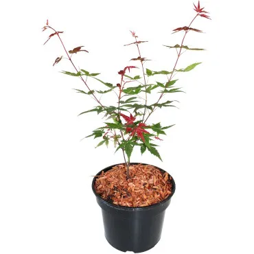 Japanski javor Beni Maiko (Acer palmatum Beni Maiko)