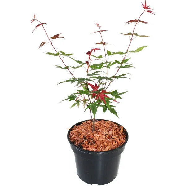 Japanski javor Beni Maiko (Acer palmatum Beni Maiko)