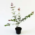 Japanski javor Deshojo (Acer palmatum Deshojo)