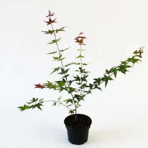 Japanski javor Deshojo (Acer palmatum Deshojo)