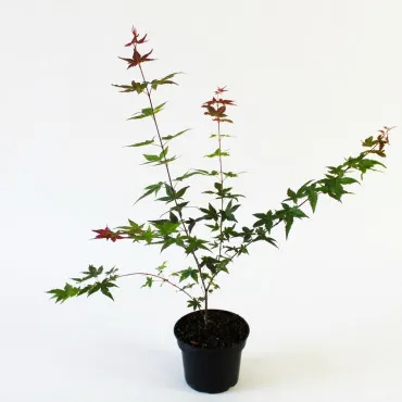 Japanski javor Deshojo (Acer palmatum Deshojo)