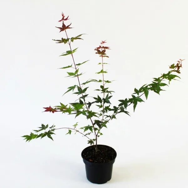 Japanski javor Deshojo (Acer palmatum Deshojo)