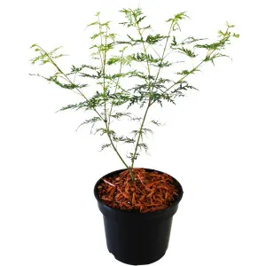 Japanski javor Emerald Lace (Acer palmatum Emerald Lace)