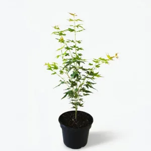 Japanski javor Katsura (Acer palmatum Katsura)