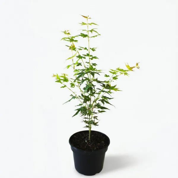Japanski javor Katsura (Acer palmatum Katsura)