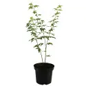 Japanski javor Orange Dream (Acer palmatum Orange Dream)