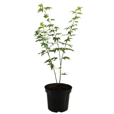 Japanski javor Orange Dream (Acer palmatum Orange Dream)