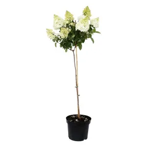 Hortenzija paniculata na stablu Hercules® u tegli 5 L